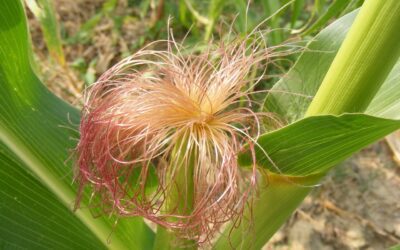 How to Use Corn Silk for Hair Growth?